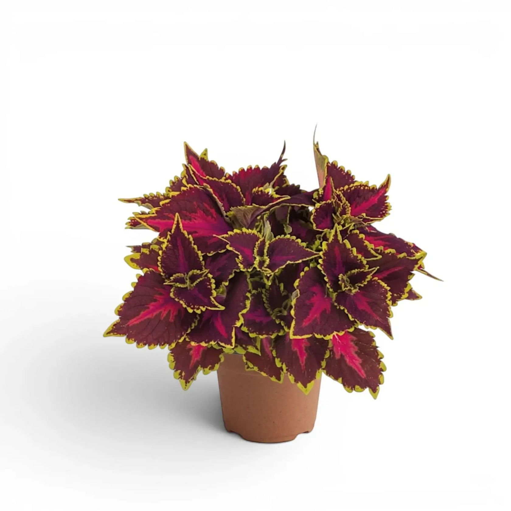 Coleus ‘Park Avenue’ viewed from above, with magenta markings across a dense burgundy crown.