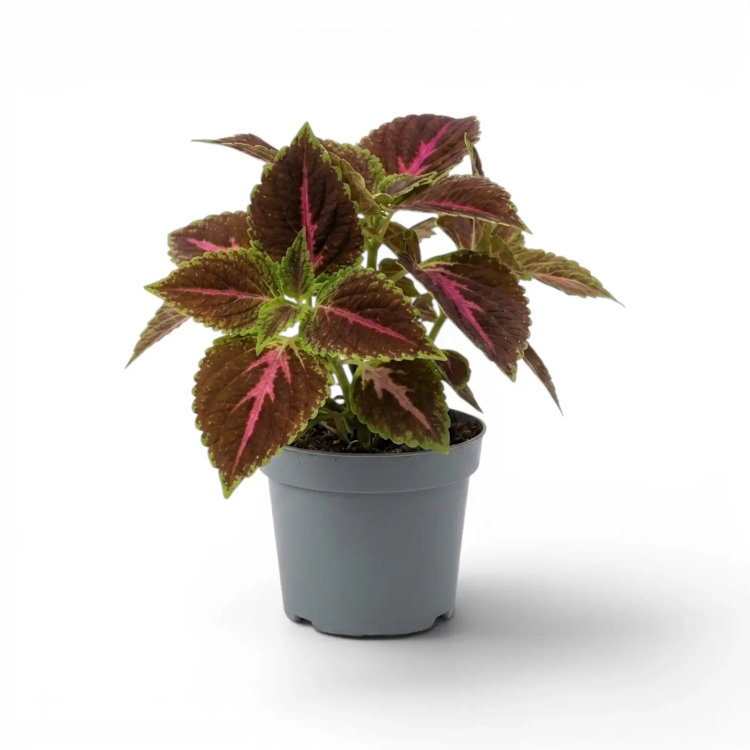 A potted Coleus Pink Diamond plant with dark reddish-brown and green leaves featuring prominent pink veins, in a small gray plastic nursery pot on a white background.