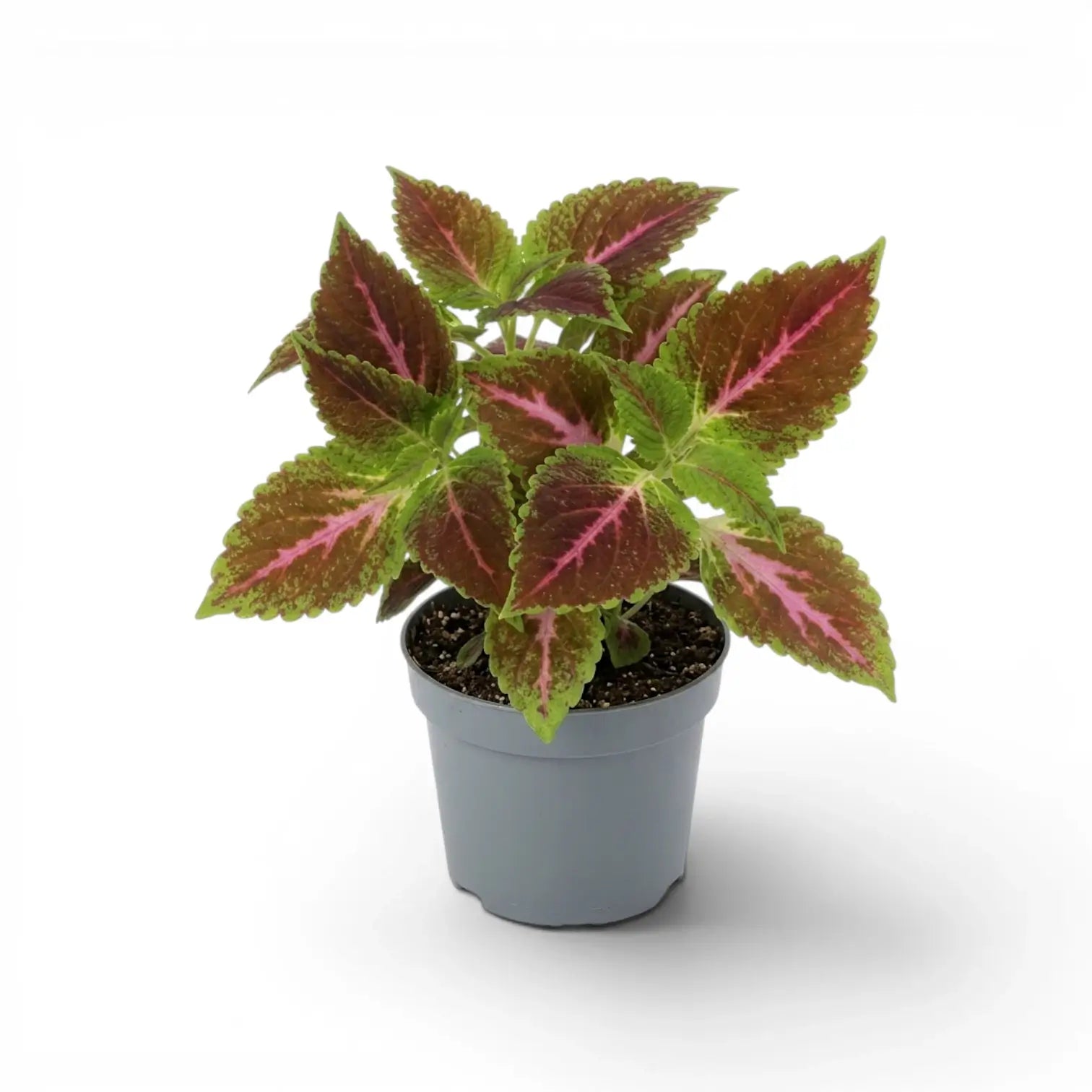 A potted Coleus Pink Diamond with green and burgundy leaves featuring bright pink veins, in a small gray nursery pot on a white background.