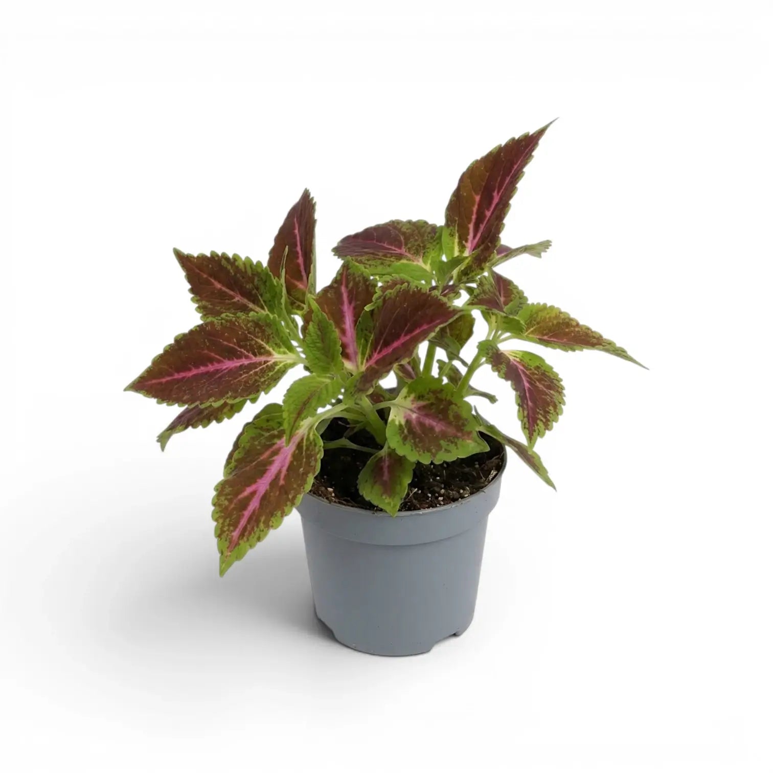 A potted Coleus Pink Diamond plant with green and burgundy variegated leaves in a small gray nursery pot, photographed on a clean white background.