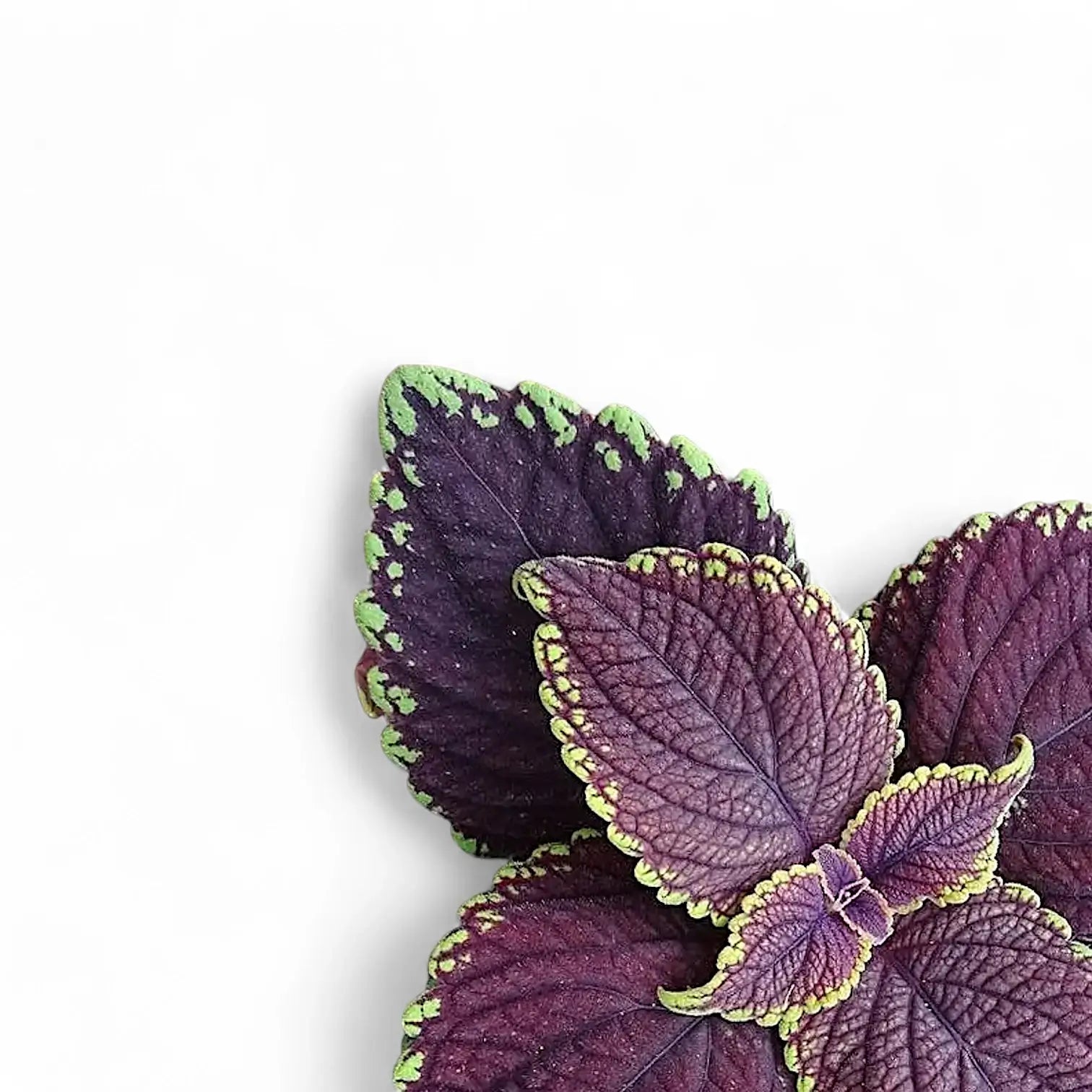 Coleus scutellarioides 'Main Street Abbey Road' leaf detail on white background.