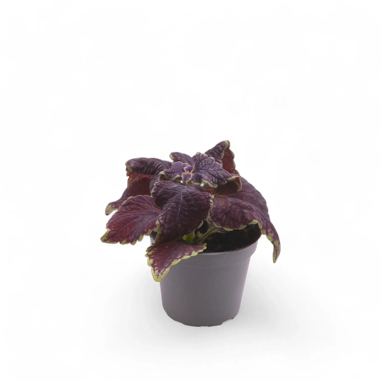 Coleus scutellarioides 'Main Street Abbey Road' potted plant in nursery pot on white background.