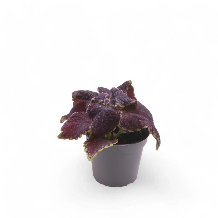 Coleus scutellarioides 'Main Street Abbey Road' potted plant in nursery pot on white background.