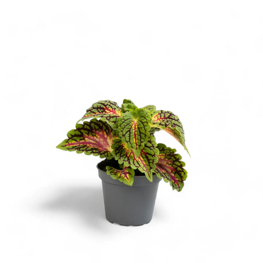 Coleus scutellarioides 'Stained Glassworks Spacecake' potted plant in nursery pot on white background.