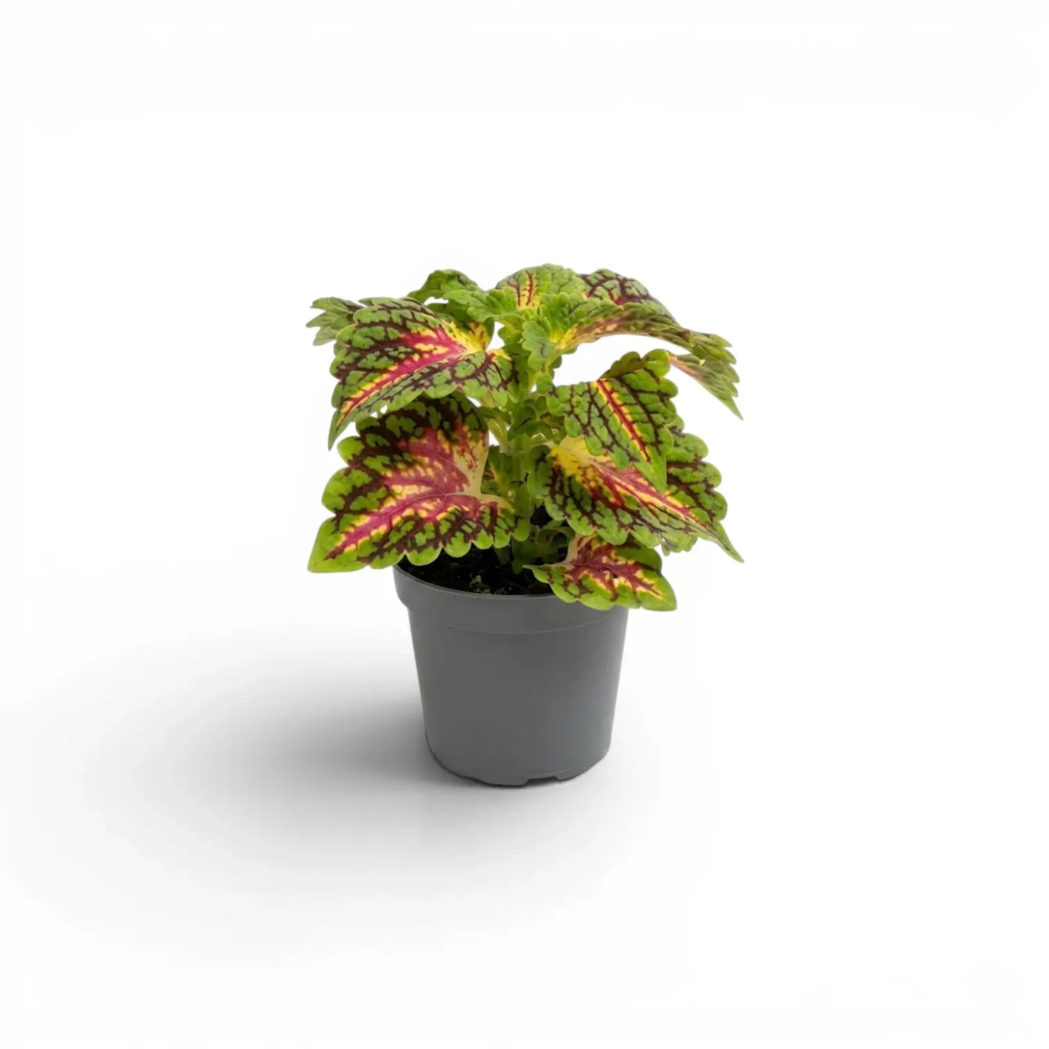 Coleus 'Spacecake' als Jungpflanze im Kulturtopf.