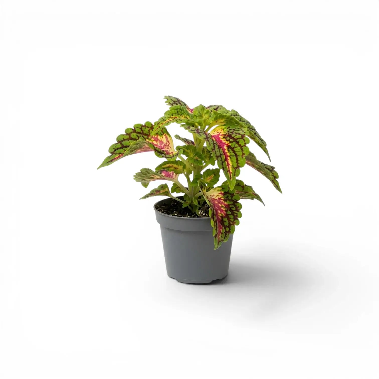 Coleus 'Spacecake' als Jungpflanze im Kulturtopf.