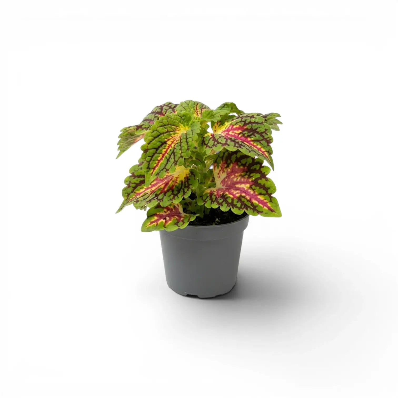 Coleus 'Spacecake' als Jungpflanze im Kulturtopf.