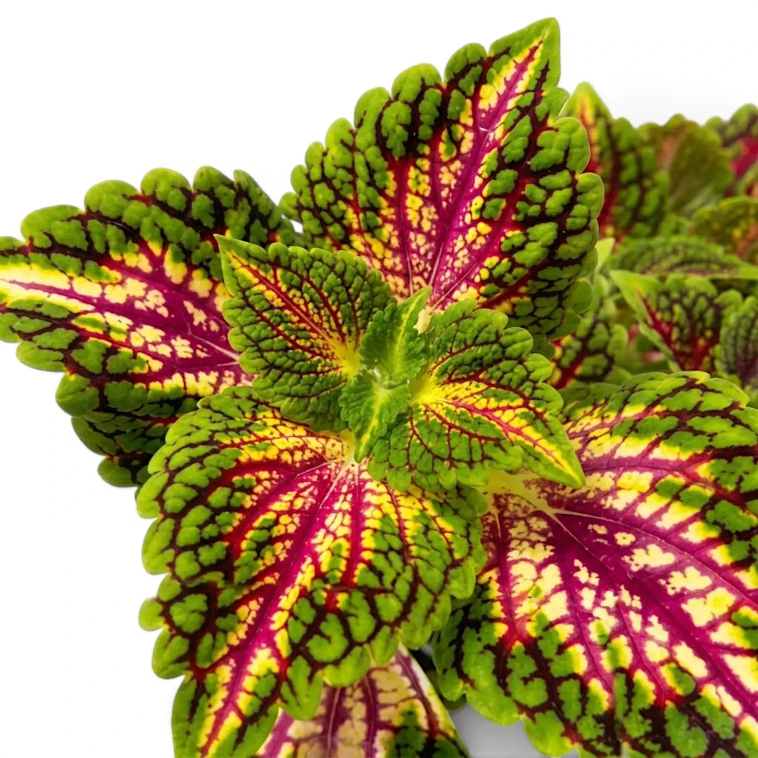Nahaufnahme der Blätter von Coleus 'Spacecake'.