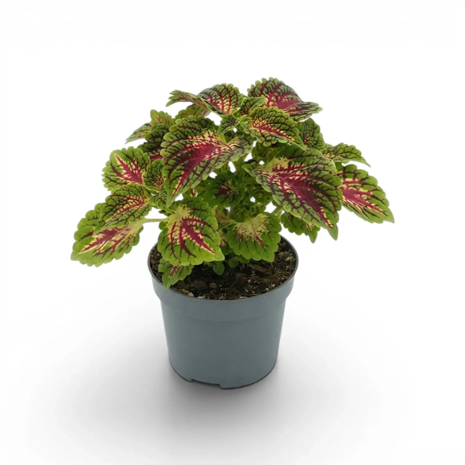 Mittelgroßer Coleus ‘Stained Glassworks Spacecake’ mit rundlichem Schopf aus grün-rosa gezeichneten Blättern in einem grauen Kulturtopf.