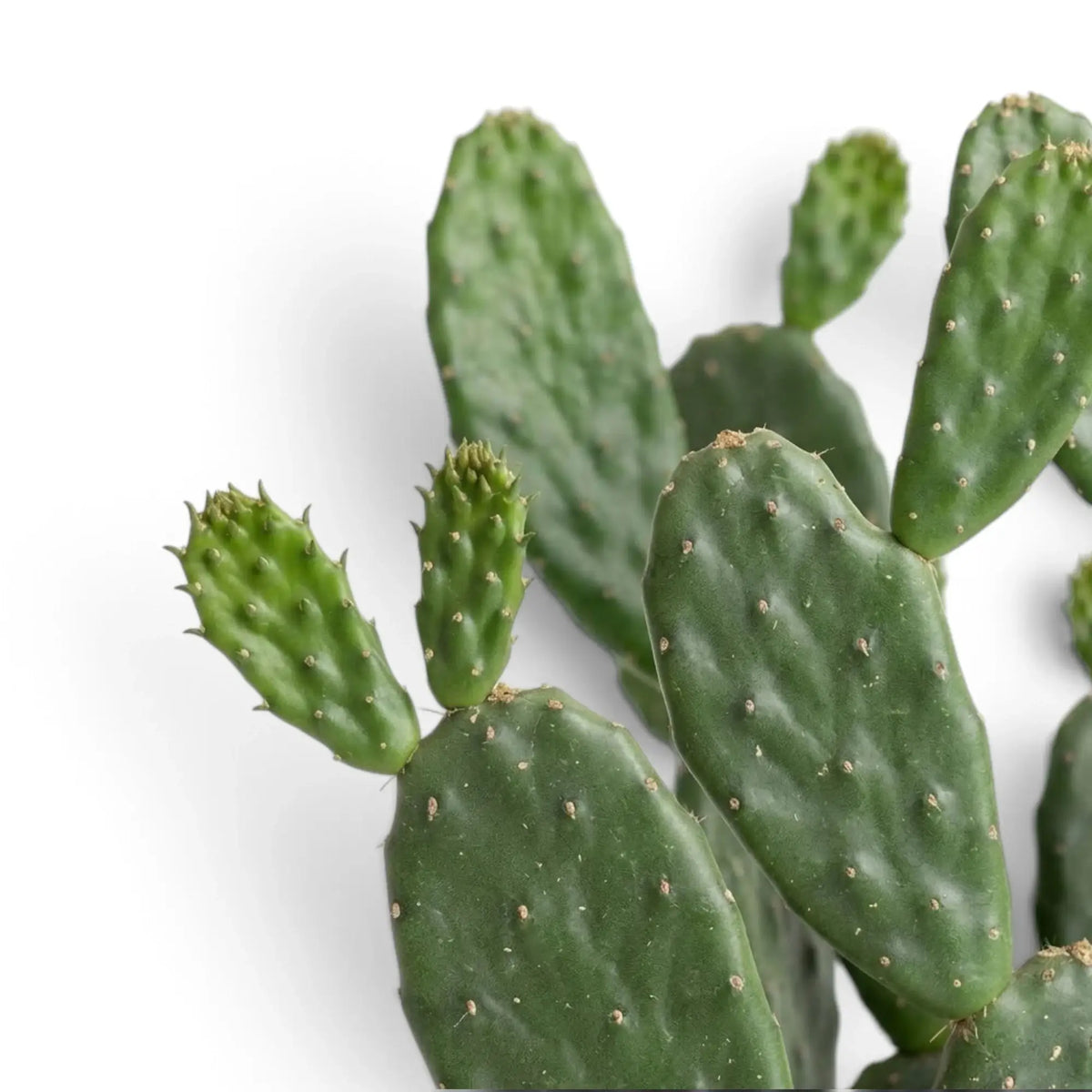 Close-up of the textured green stem surface and areoles of Consolea rubescens