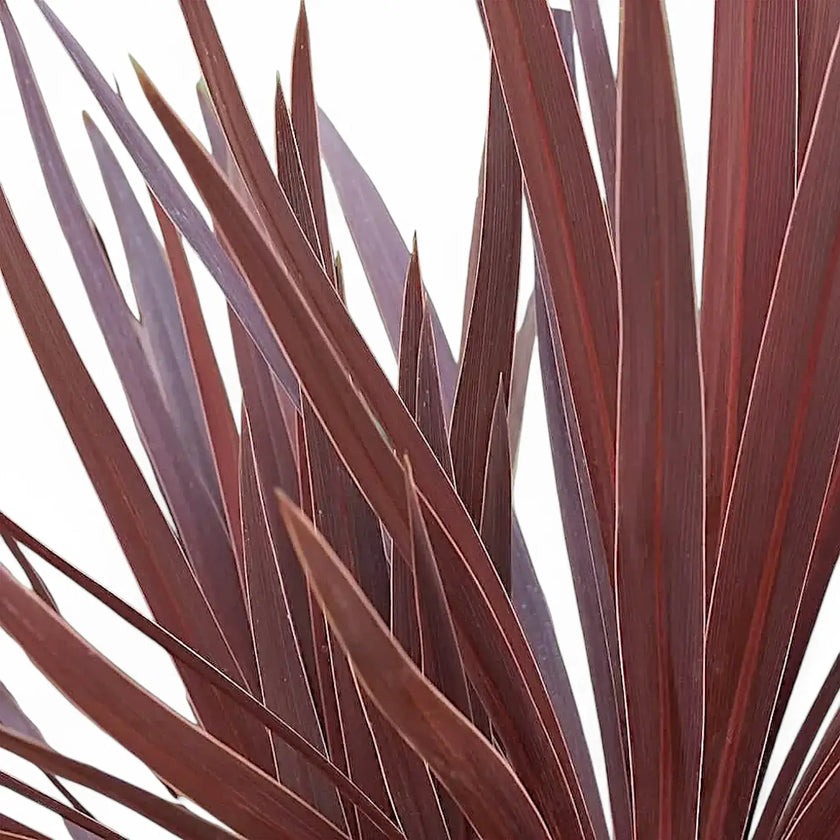 Cordyline australis 'Red Star' close-up of leaf on white background.