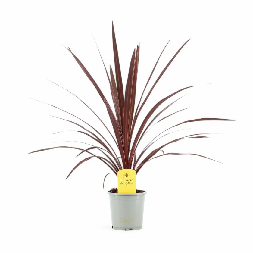 Cordyline australis 'Red Star' potted plant in nursery pot on white background.