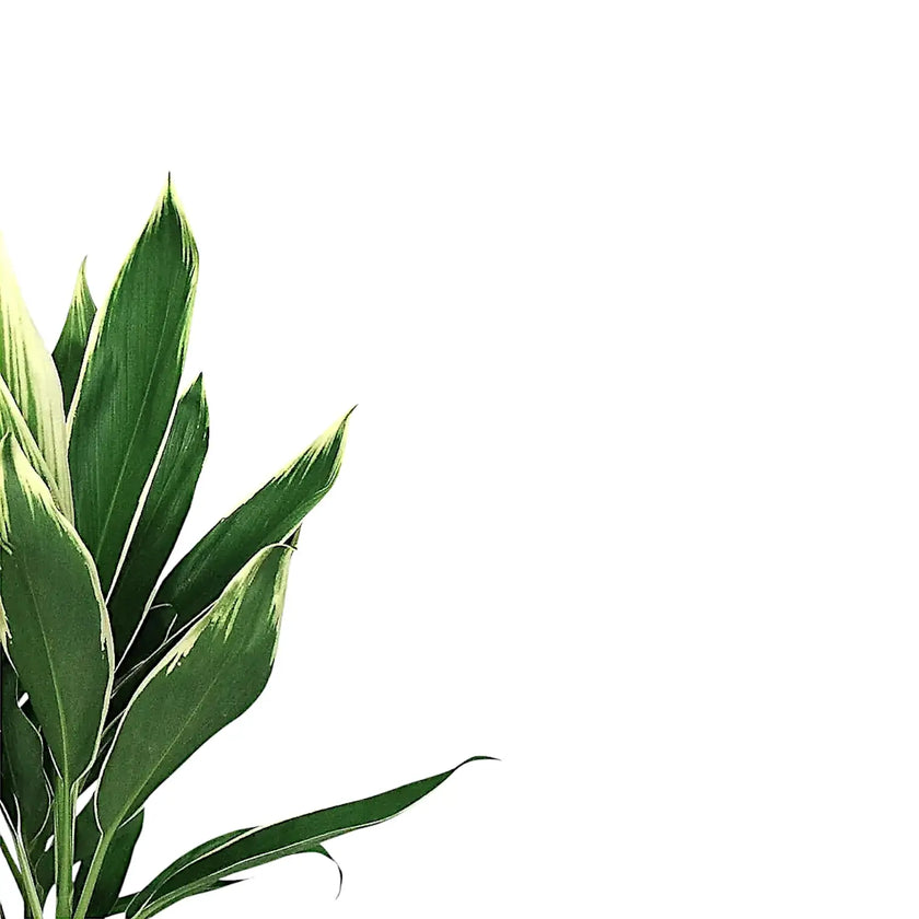 Cordyline fruticosa 'Conga' close-up of leaf on white background.