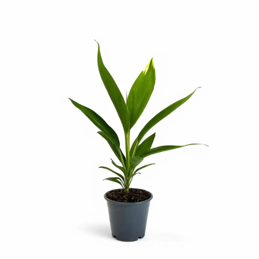 Cordyline fruticosa 'Conga' potted plant in nursery pot on white background.
