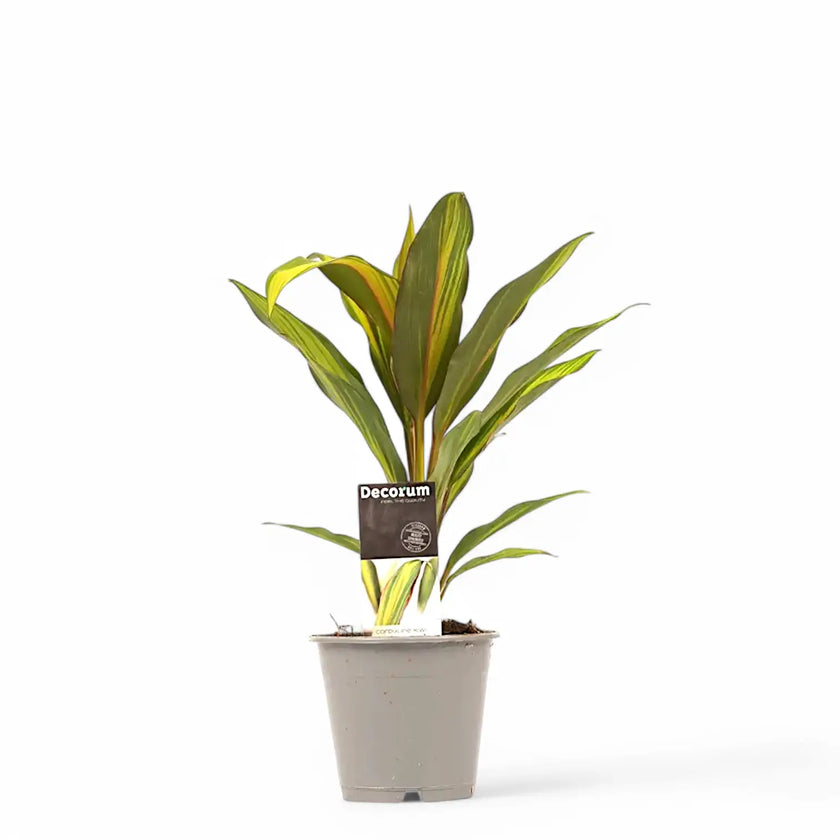 Cordyline fruticosa 'Kiwi' potted plant in nursery pot on white background.