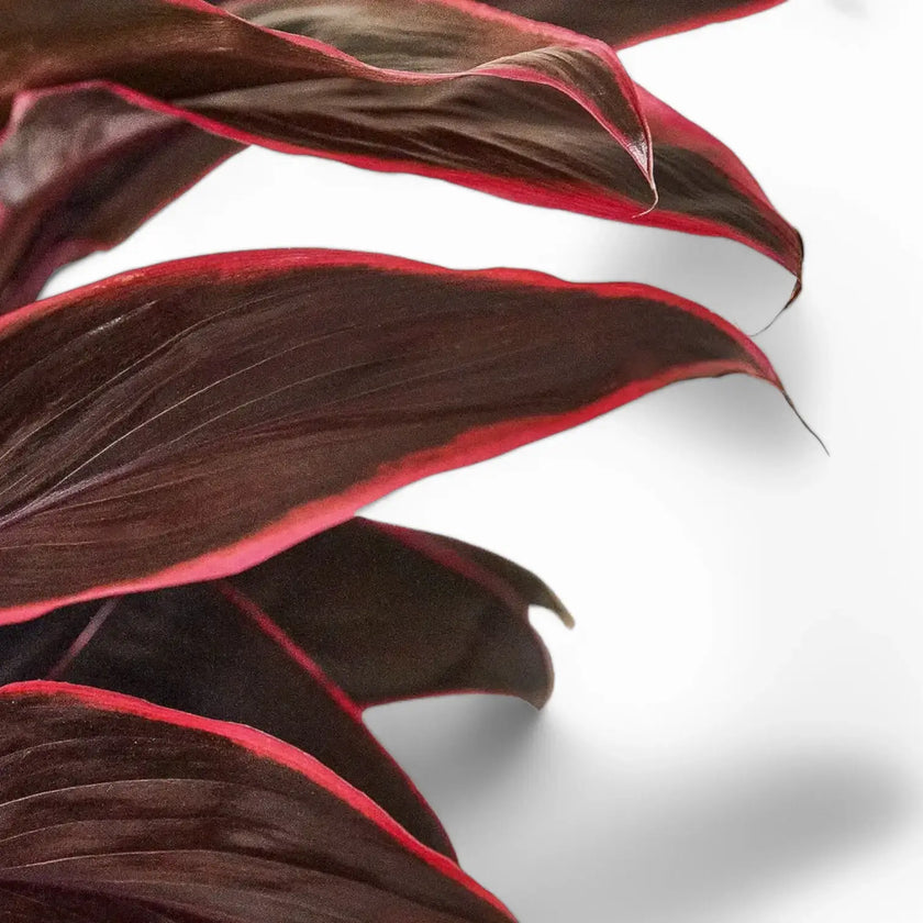 Cordyline fruticosa 'Mambo' leaf close-up on white background.