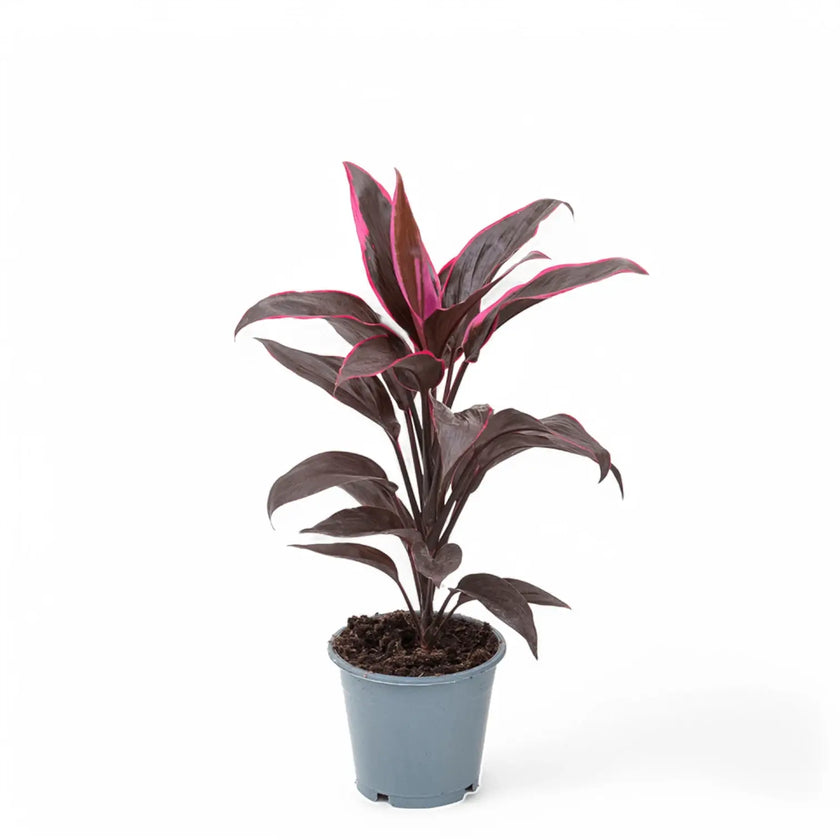 Cordyline fruticosa 'Mambo' potted plant in nursery pot on white background.