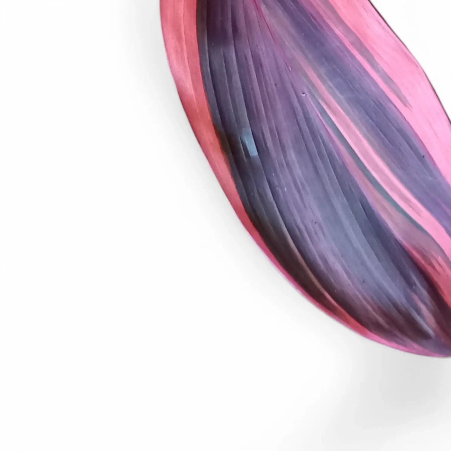 Cordyline fruticosa 'Pink Champion' – Blattdetail vor weißem Hintergrund..