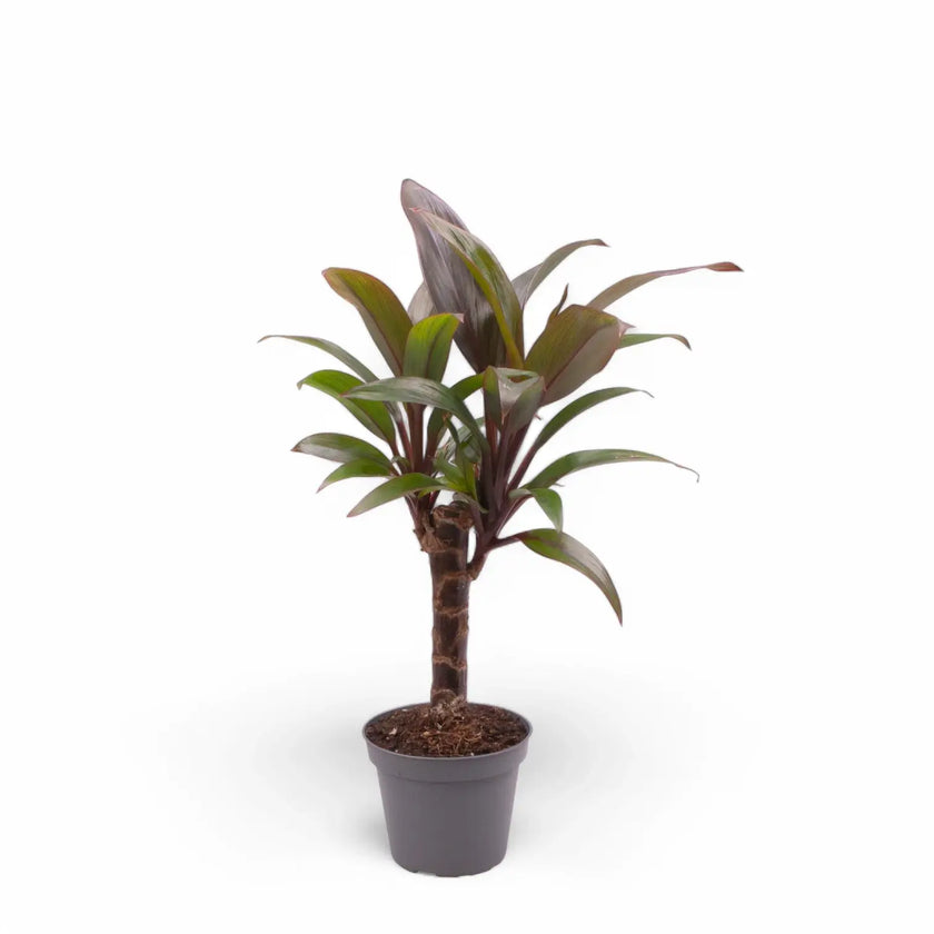 Cordyline fruticosa 'Purple Compacta' potted plant in nursery pot on white background.