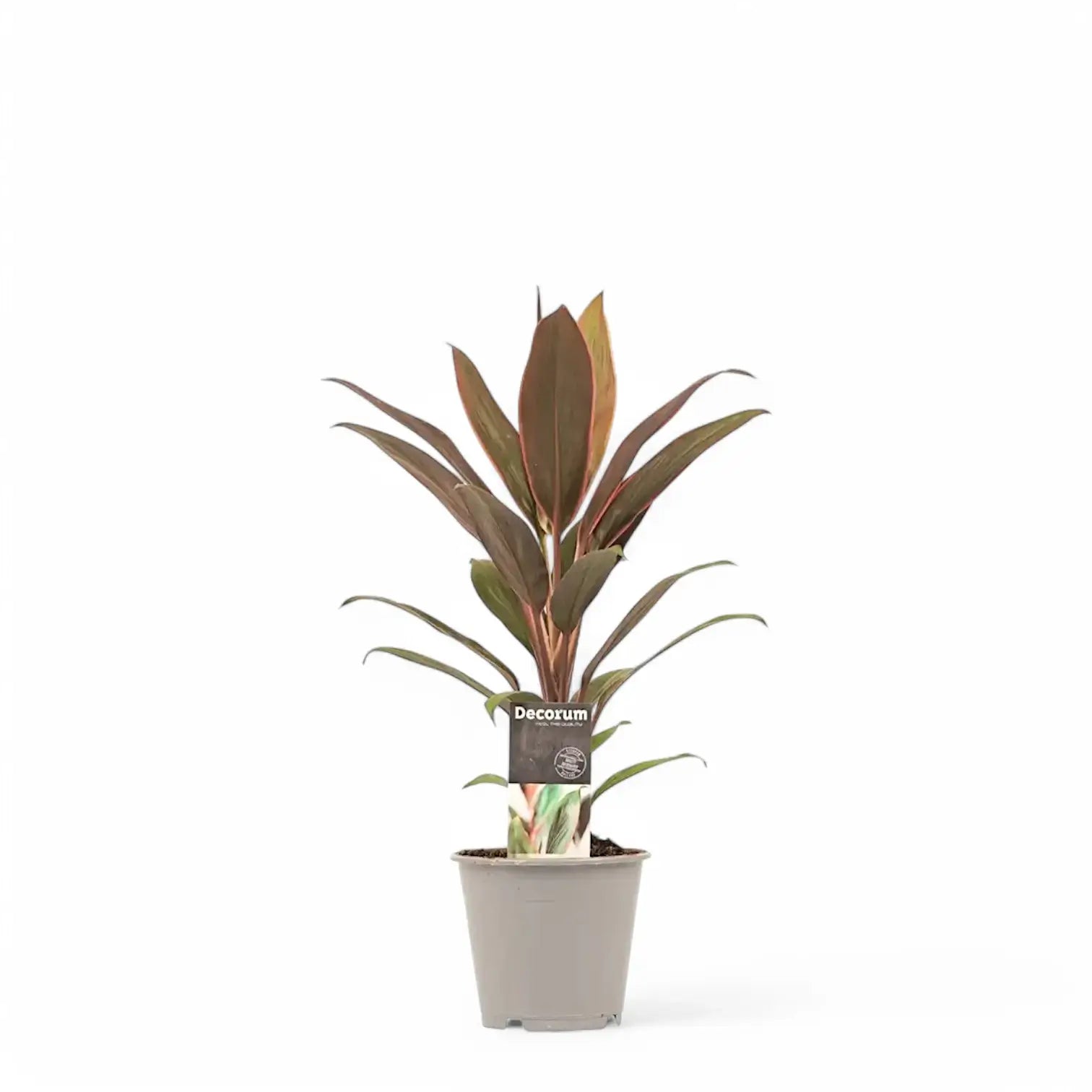 Cordyline fruticosa 'Rumba' potted plant in nursery pot on white background.