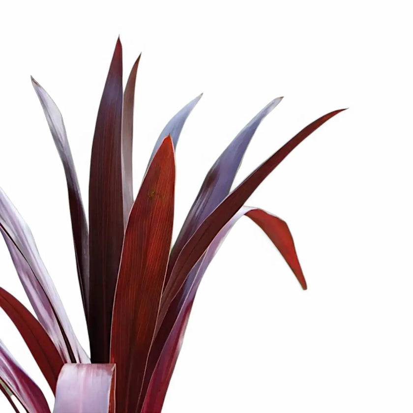 Cordyline obtecta 'Superstar' close-up of leaf on white background.