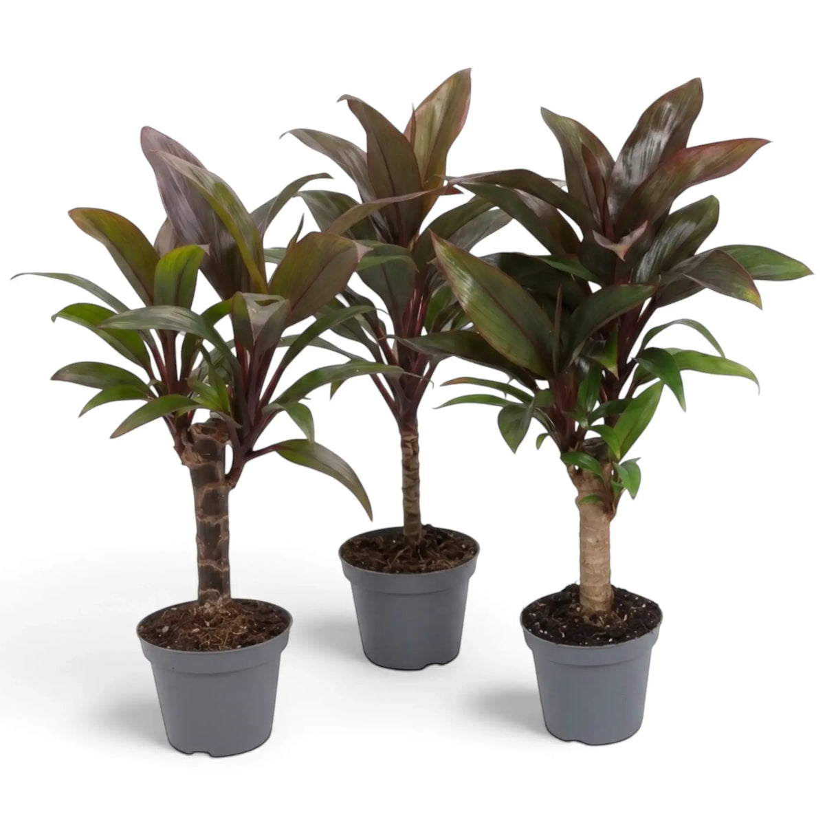 Gesamtansicht von Cordyline fruticosa ‘Purple Compacta’ mit dicht stehenden burgunderroten Blättern rund um kurze Stämmchen