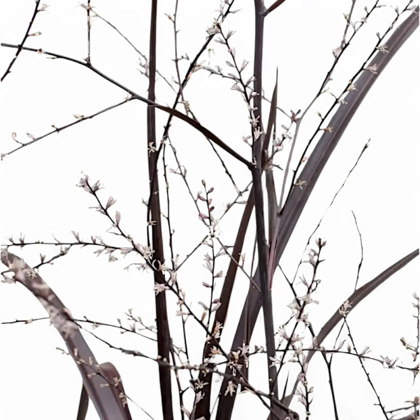 Cordyline x 'Festival Burgundy' close-up of leaf on white background.