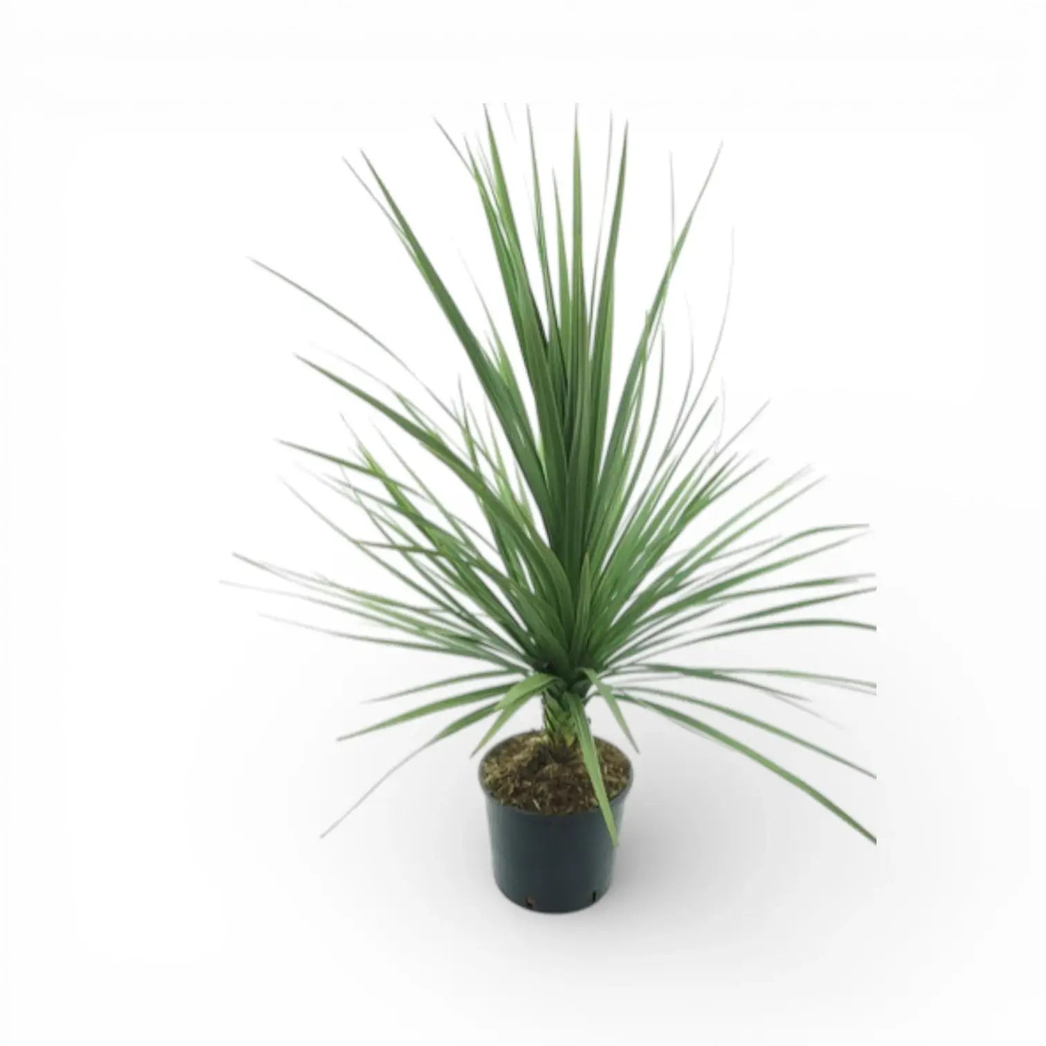 Cordyline australis als Topfpflanze im Kulturtopf vor weißem Hintergrund.