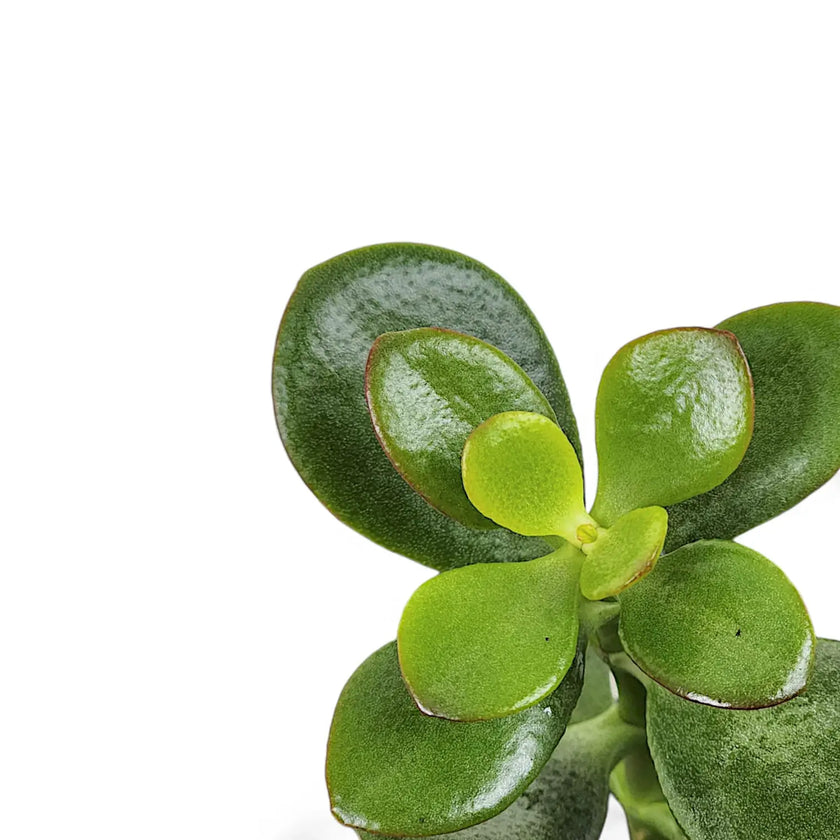 Nahaufnahme eines Blatts von Crassula ovata 'Minor' vor weißem Hintergrund.