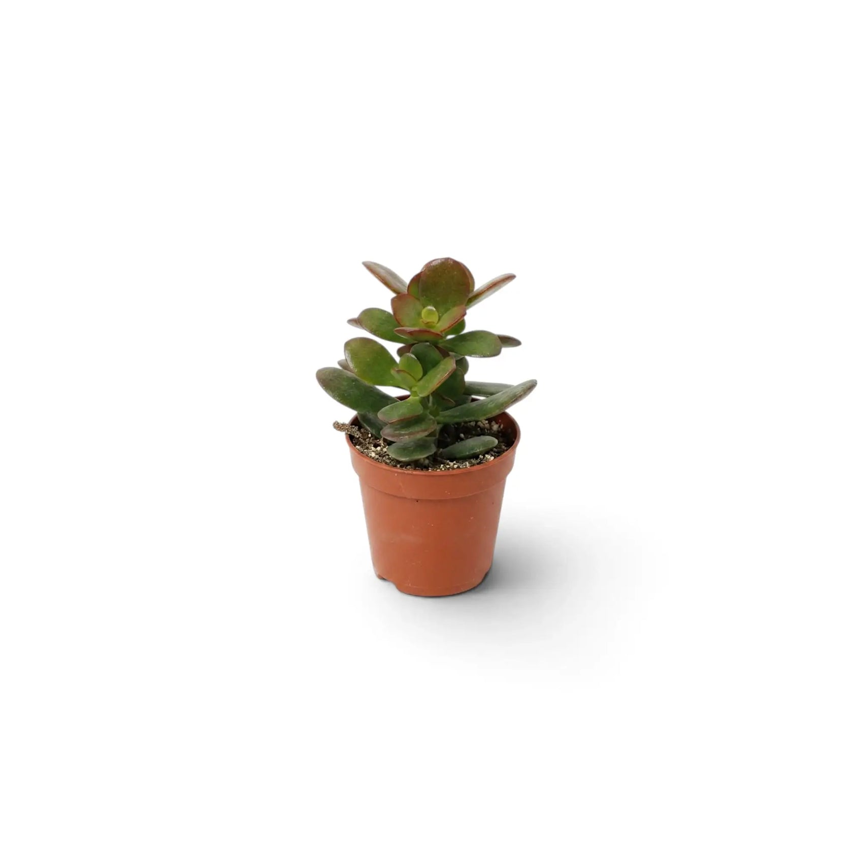 Crassula ovata 'Minor' als Jungpflanze mit kompakt verzweigtem Wuchs und rundlichen grünen Blättern