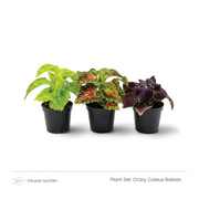 Crazy Coleus Babies plant set with three colourful Coleus plants lined up in black nursery pots