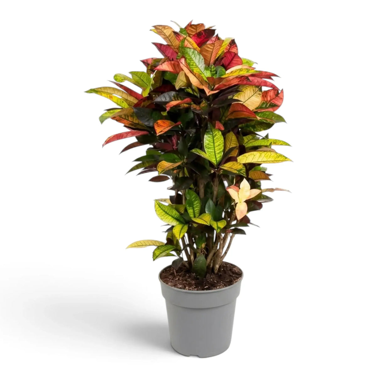Croton 'Mrs. Iceton' mit dicht stehenden, breiten, mehrfarbig gezeichneten Blättern