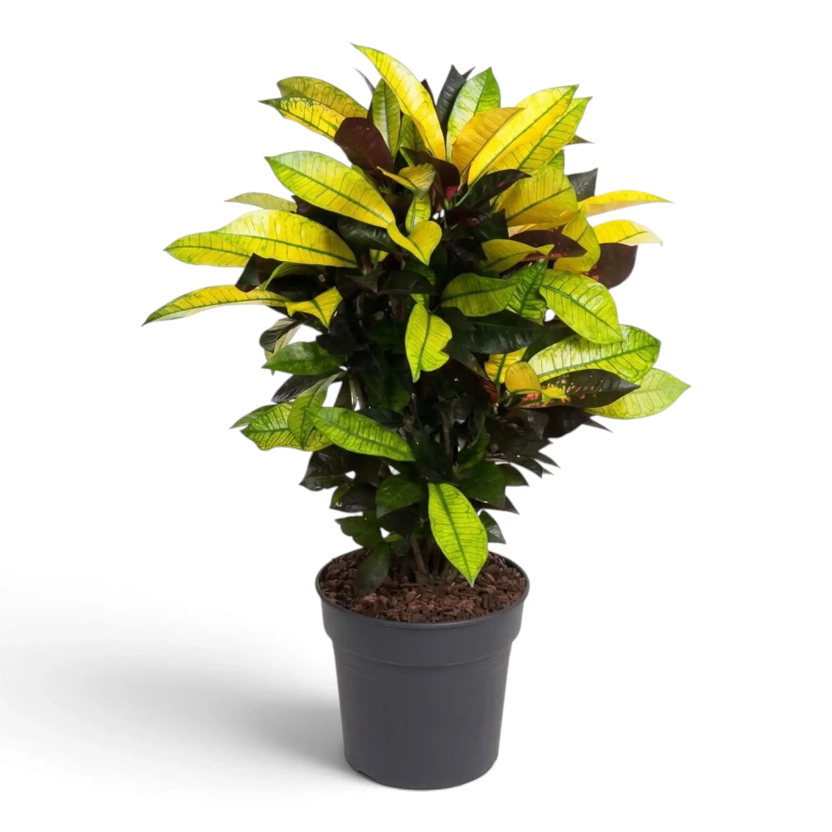 Croton 'Mrs. Iceton' im Topf mit aufrechten Trieben und breiten, mehrfarbig gezeichneten Blättern