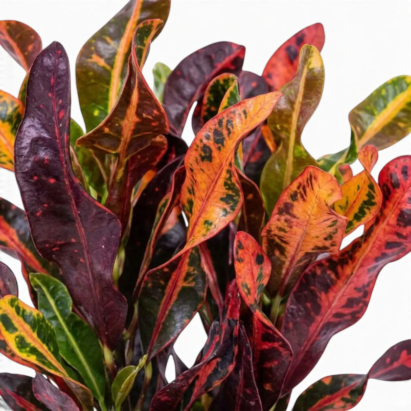 Codiaeum variegatum ‘Mammi’ leaf detail with curled blades, wavy edges and red-green colouring