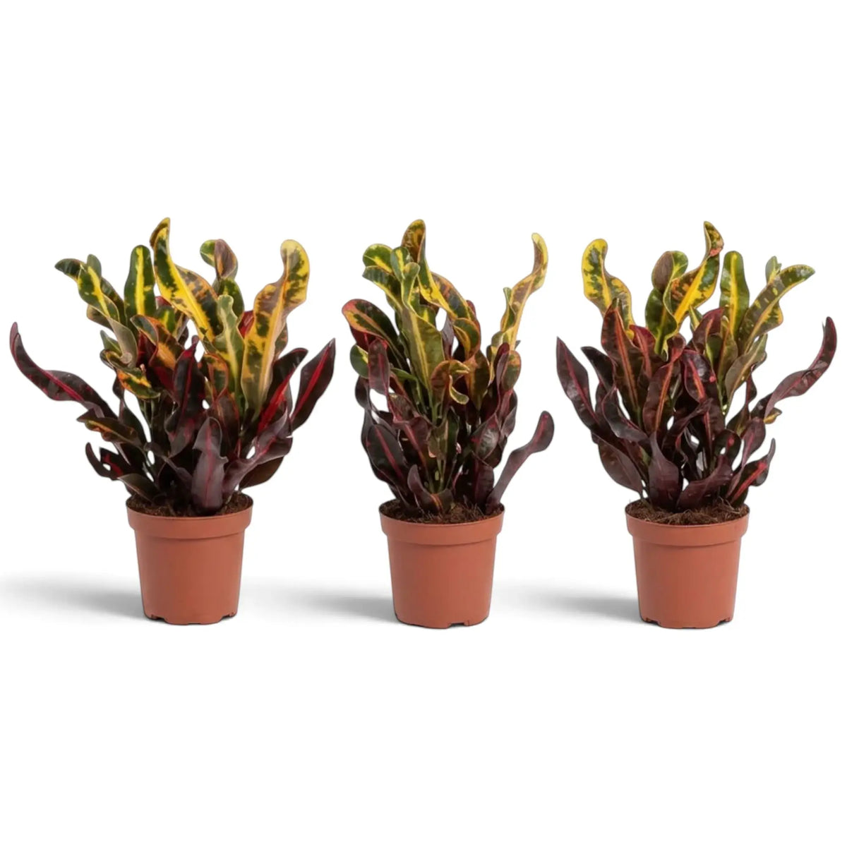 Codiaeum variegatum (Croton) ‘Mammi’ im Kulturtopf mit gedrehten grünen, roten und violetten Blättern