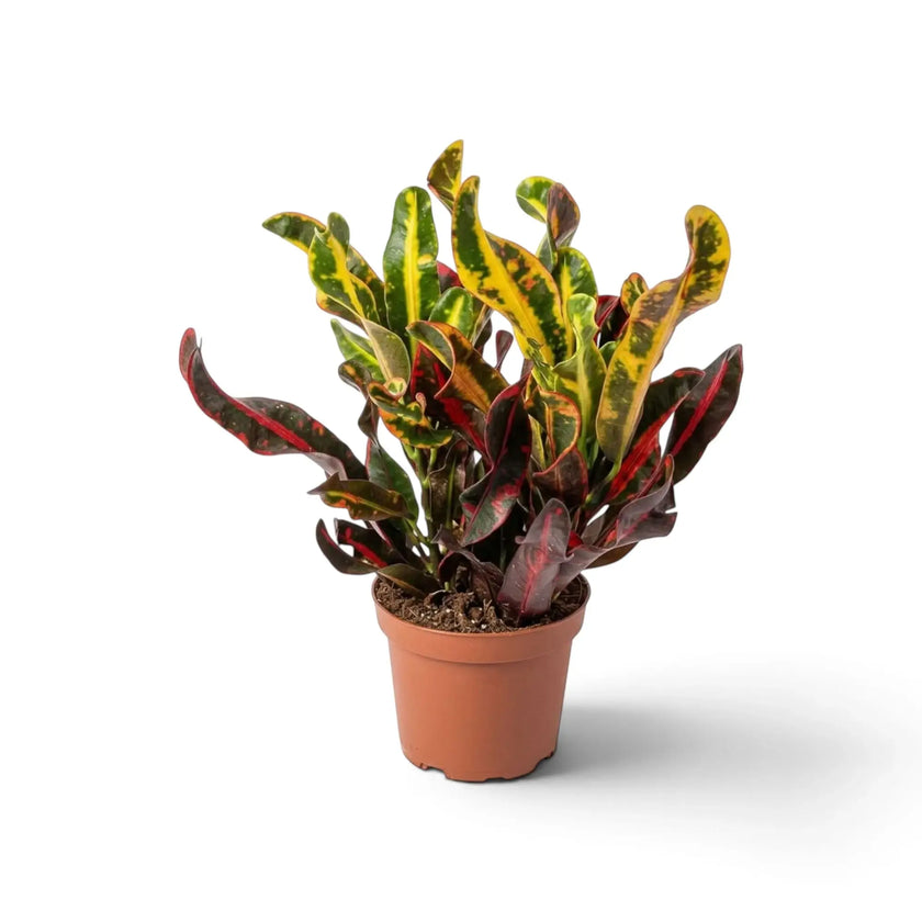 Croton ‘Mammi’ full plant with narrow twisted leaves in green, red and purple