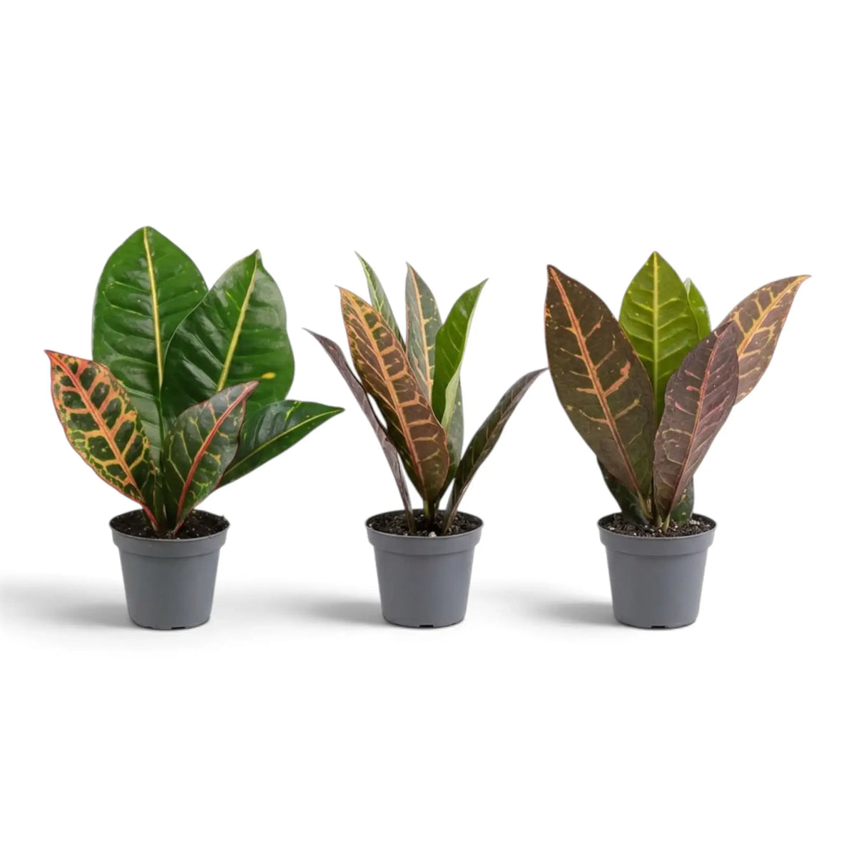 Drei Jungpflanzen von Croton 'Petra' mit breiten, glänzenden Blättern und gelben, orangefarbenen und roten Blattadern
