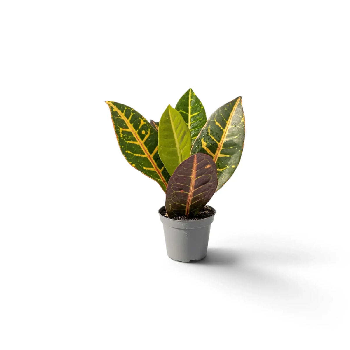 Croton 'Petra' als Jungpflanze mit grünen Blättern und einer Zeichnung in Gelb, Orange und Rot
