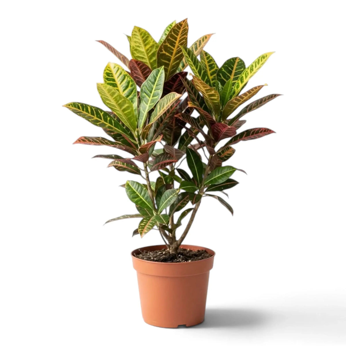 Croton 'Petra' mit breiten, mehrfarbig gezeichneten Blättern und gelben, orangefarbenen und roten Blattadern