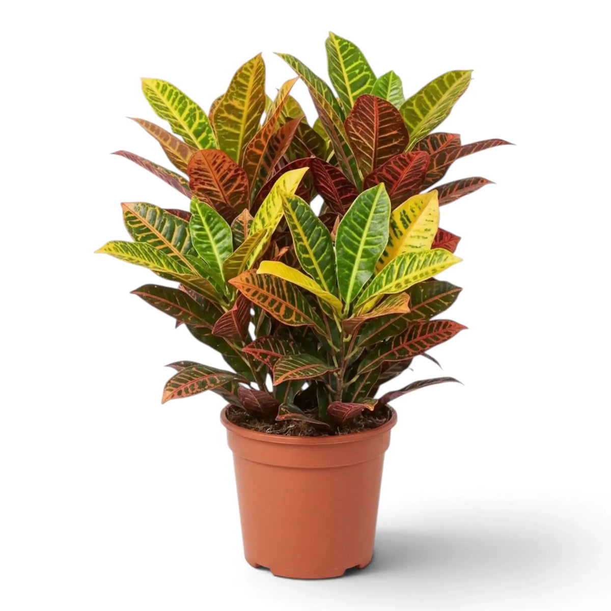 Croton 'Petra' mit mehrfarbigem Laub und gelben bis roten Blattadern