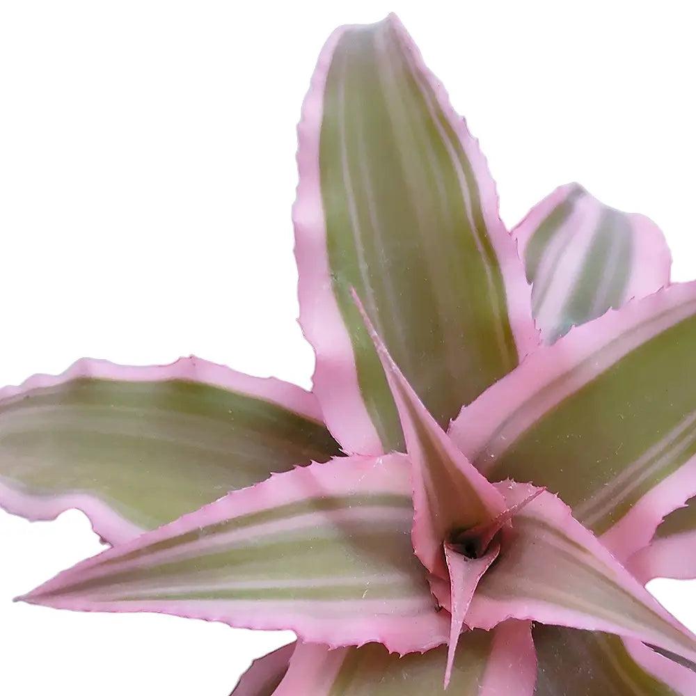 Cryptanthus bivittatus 'Pink Star' – Blattdetail vor weißem Hintergrund..