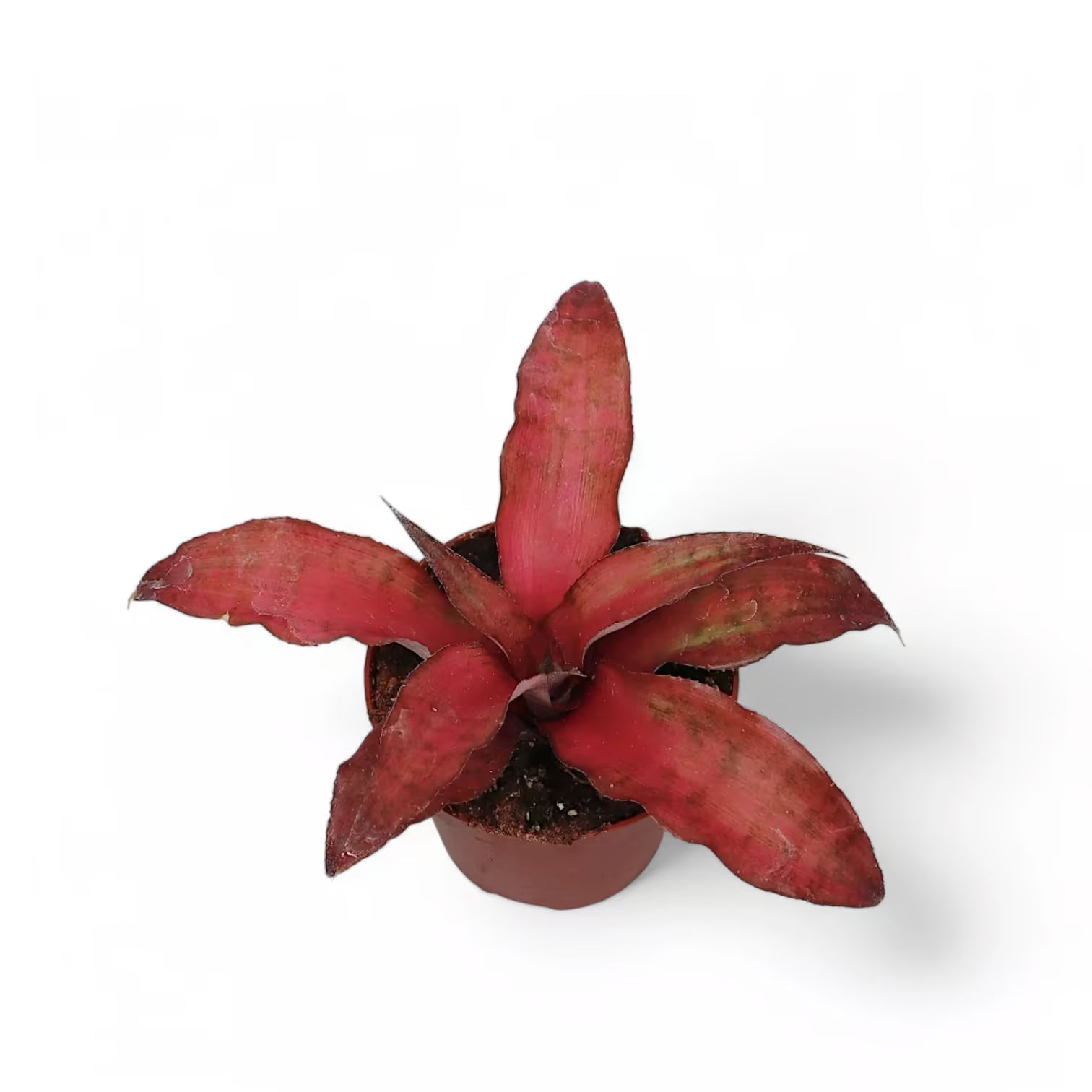 Cryptanthus ‘Strawberries Flambe’ – Topfpflanze im Kulturtopf vor weißem Hintergrund, Produktfoto 3.