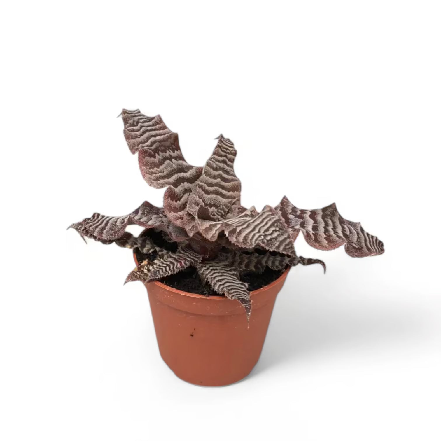 Cryptanthus zonatus – Topfpflanze im Kulturtopf vor weißem Hintergrund, Produktfoto 2.