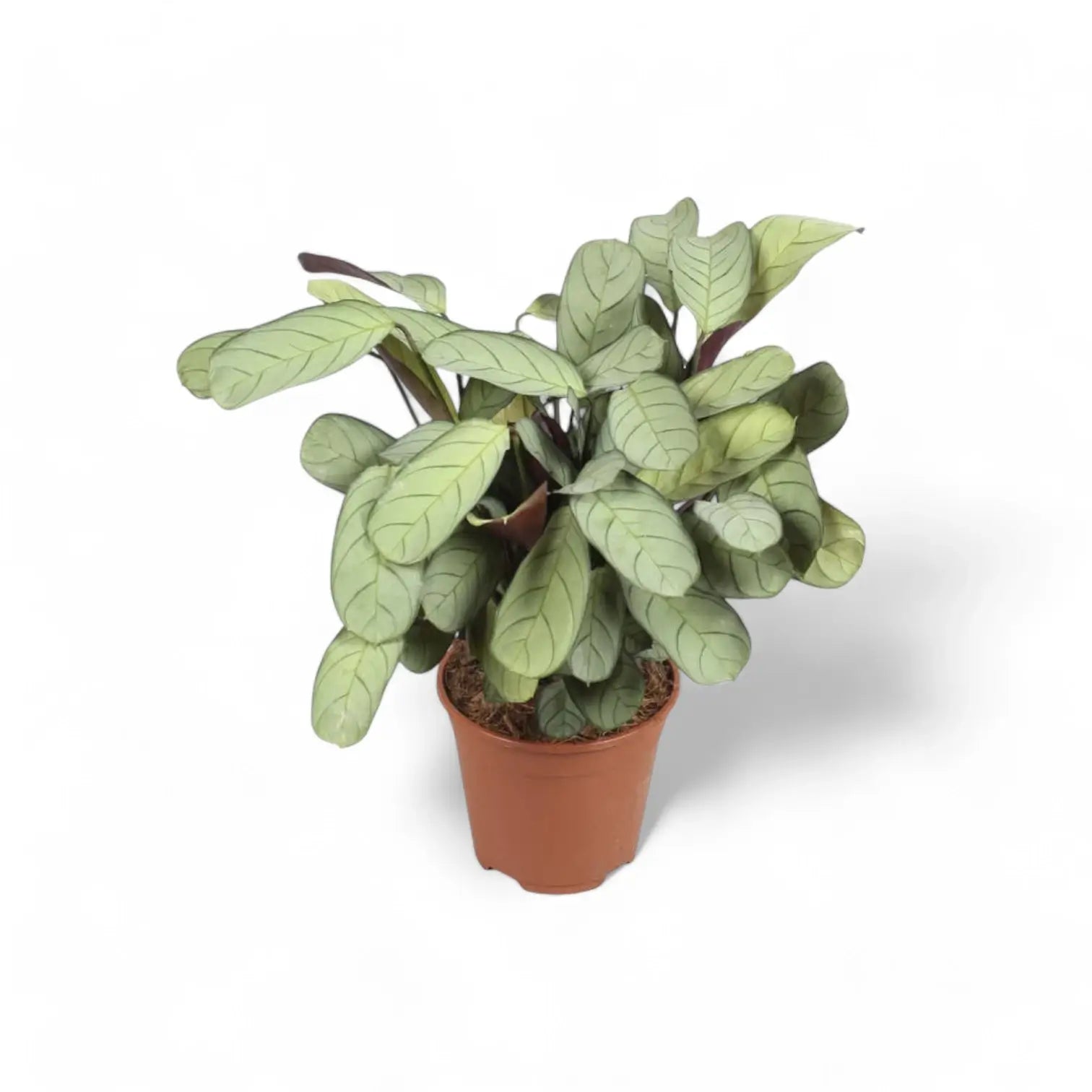 Ctenanthe burle-marxii 'Amagris' potted plant in nursery pot on white background.