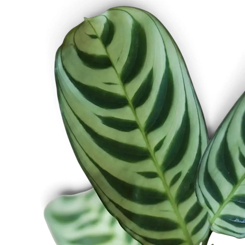 Blattdetail von Ctenanthe burle-marxii mit dunkelgrünen Streifen entlang der Blattadern