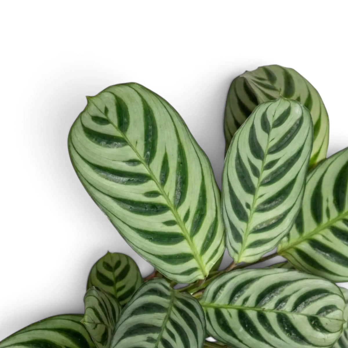 Blattdetail von Ctenanthe burle-marxii mit silbrig-grünen Blättern und dunkelgrüner Zeichnung