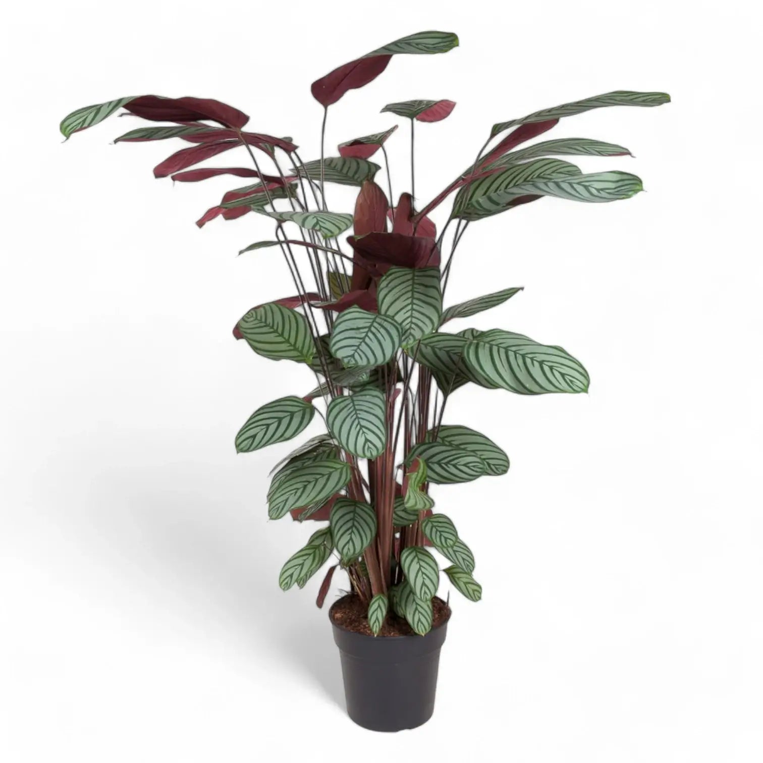 Ctenanthe oppenheimiana potted plant in nursery pot on white background.