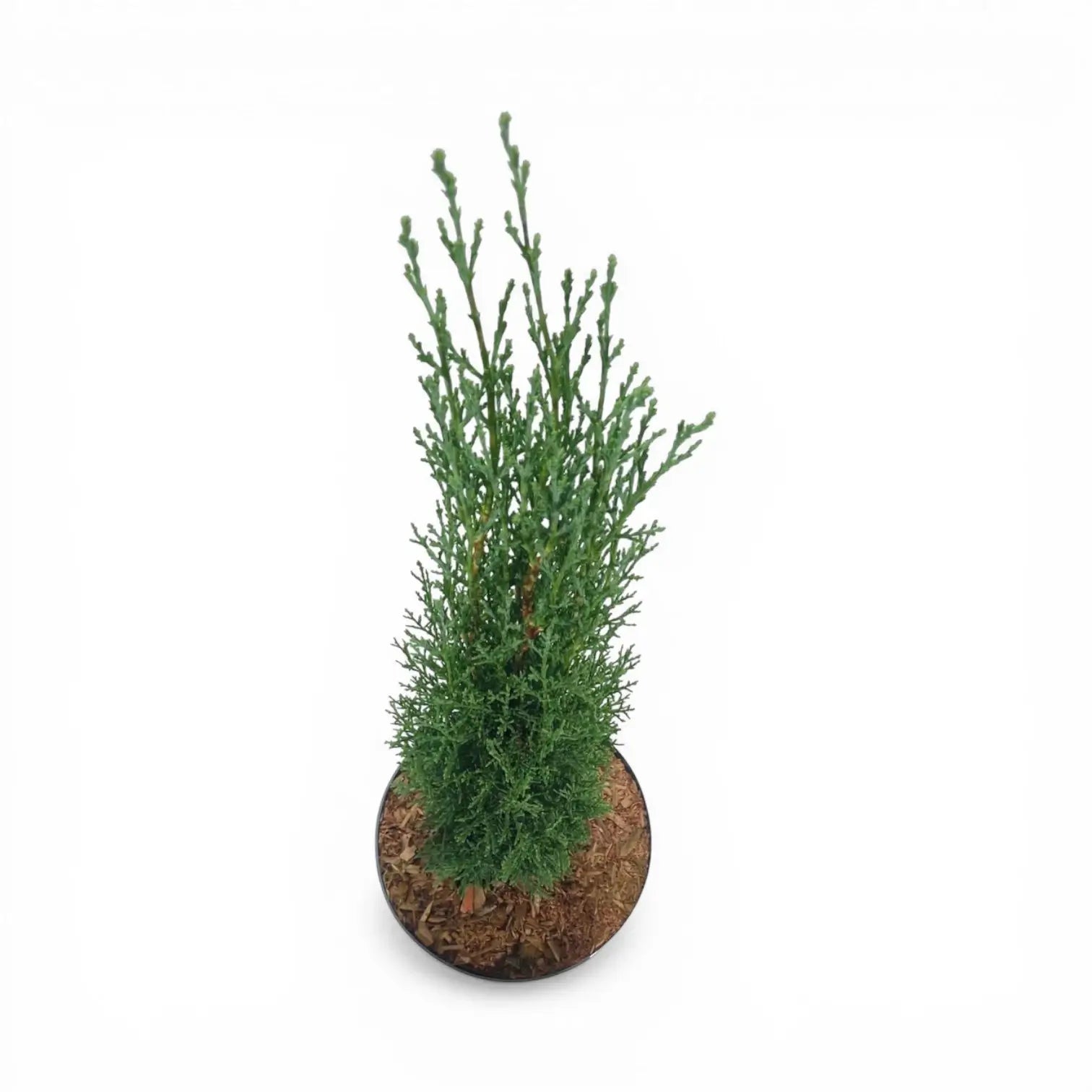 Cupressus sempervirens 'Totem' – Nahaufnahme.