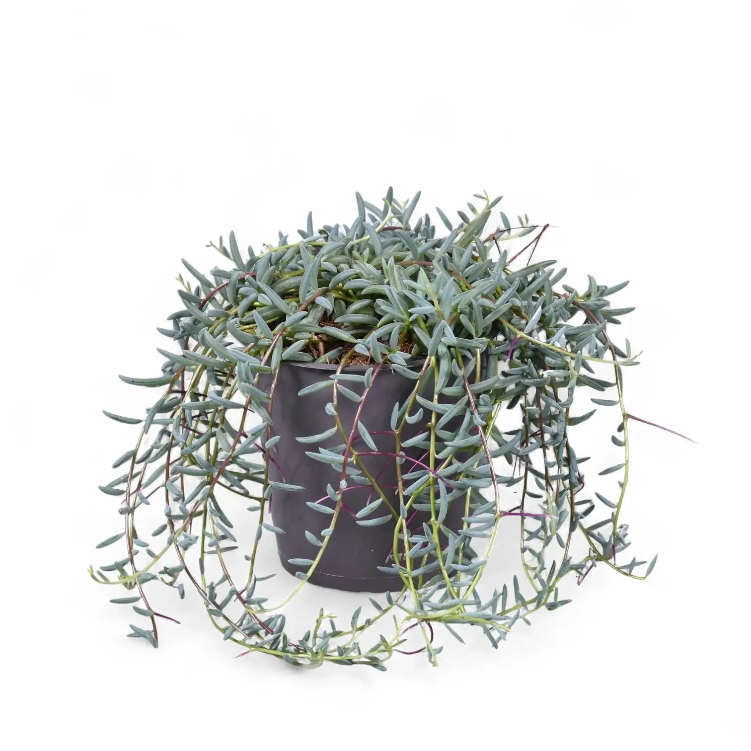 Curio hallianus potted plant in nursery pot on white background.