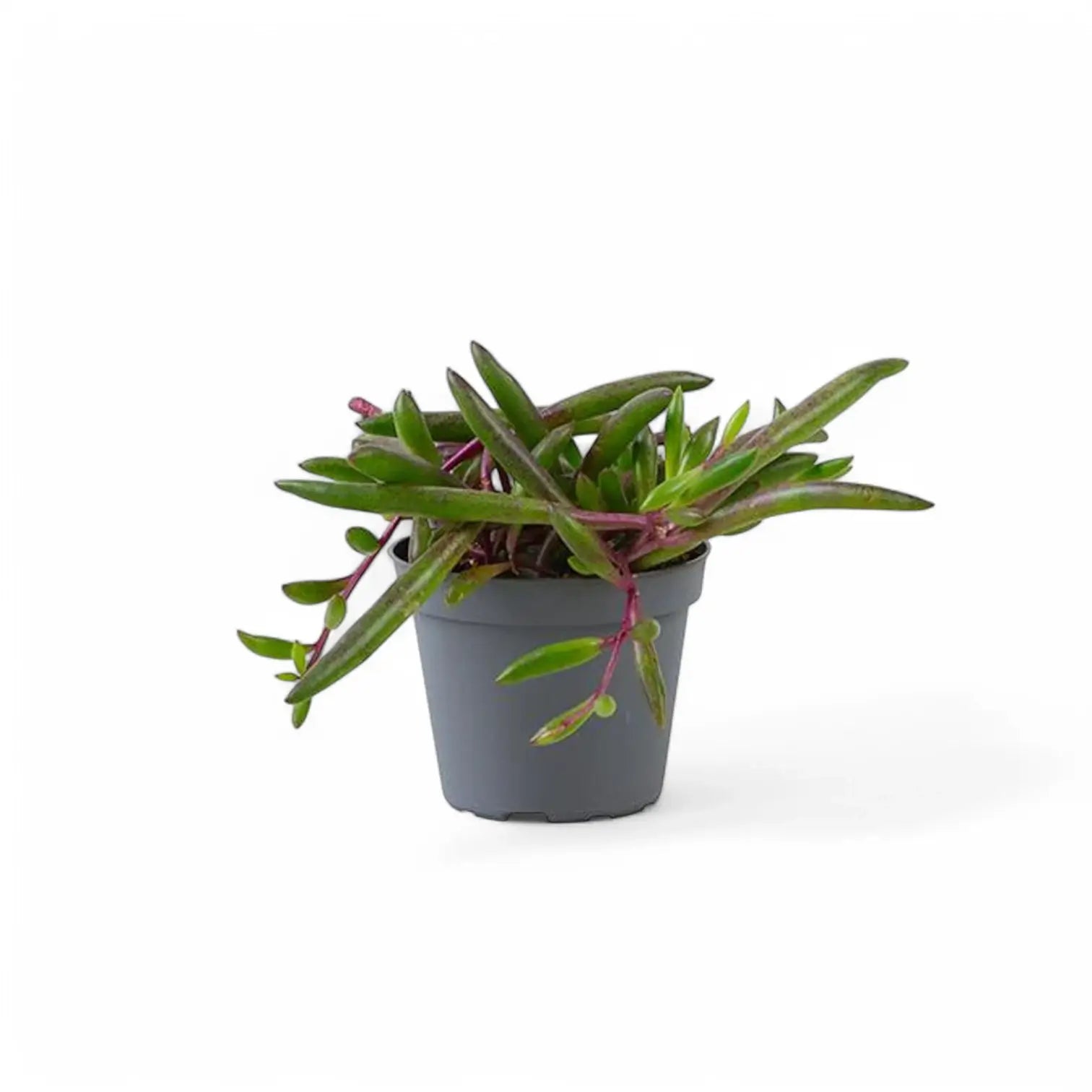 Curio herreianus 'Purple flush' potted plant in nursery pot on white background.